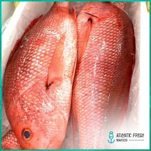FRESH Caribbean Red Snapper (70 LB Box)