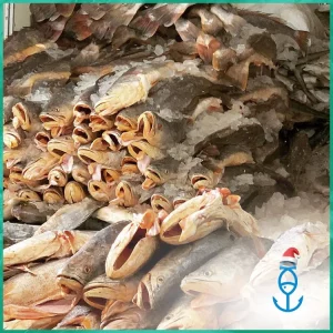 Golden Corvina HGS CO Treated (70 LB Box)