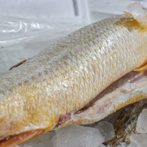 Golden Corvina (70 LB Box)