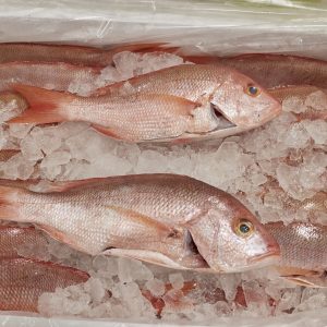 B Liner Snapper (70 LB Box)