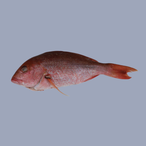 Caribbean Red Snapper (70 LB Box)