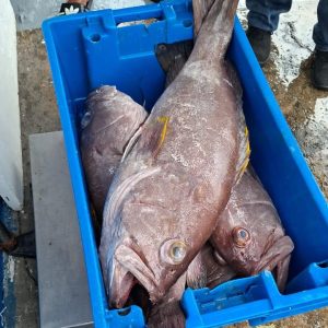 Yellow Edge / Black Grouper (70 LB Box)